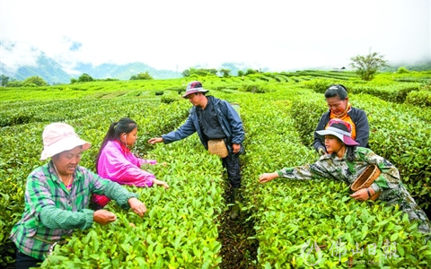 佛山助力墨脱茶产业，茶叶子成了致富“金叶子”