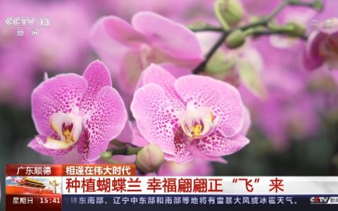 顺德蝴蝶兰引央视关注！再挑剔的蝴蝶也飞不出陈村的花花世界