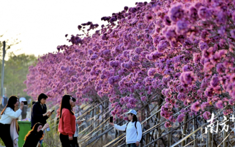 构筑“美景+场景”新业态！三水大塘文旅好戏连台，乡村振兴启新篇