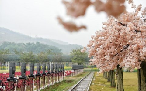 湾区百万粉丝旅游达人推荐，高明赏春指南请收下！